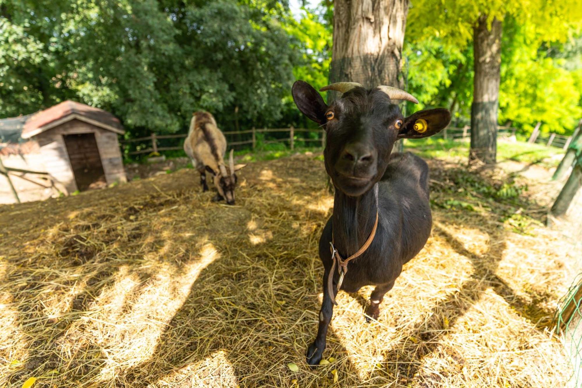 Agriturismo Colle Dei Pivi Ponti sul Mincio Εξωτερικό φωτογραφία