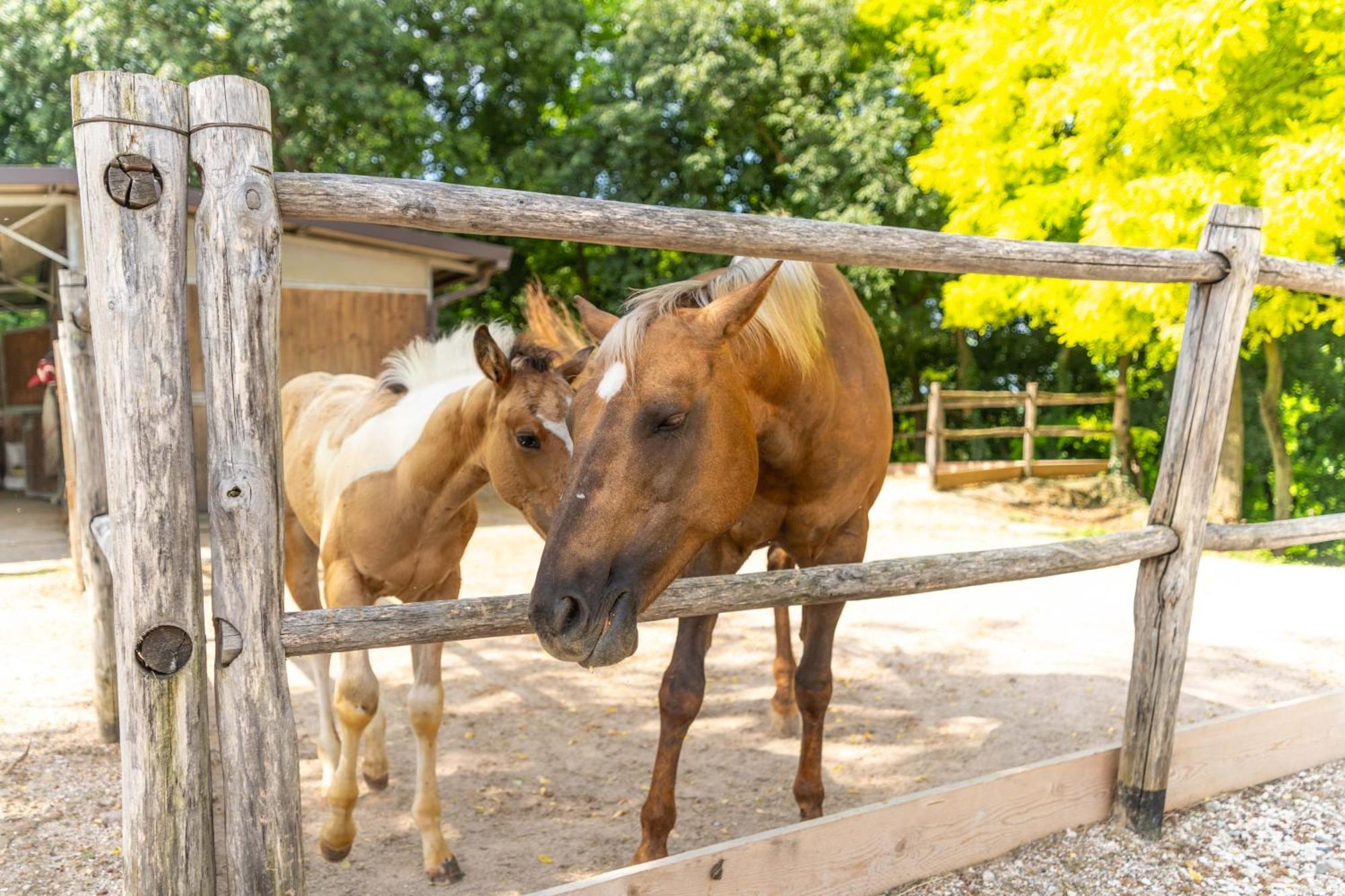 Agriturismo Colle Dei Pivi Ponti sul Mincio Εξωτερικό φωτογραφία